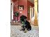 PoulaTo: Boy German Shepards Έτοιμο
